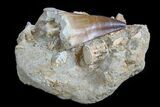 Mosasaur Tooth With Fossil Shark Tooth & Vertebrae #77979-2